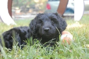Duncan, the family dog